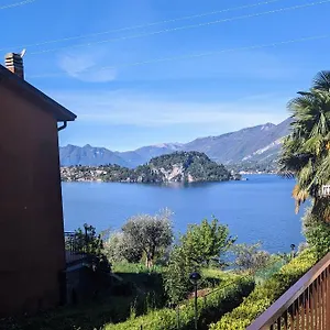 Pinus Varenna